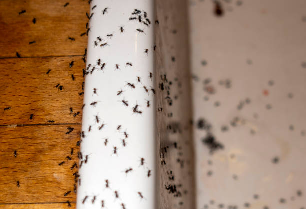 Best Pest Prevention Services  in Clarkston, GA