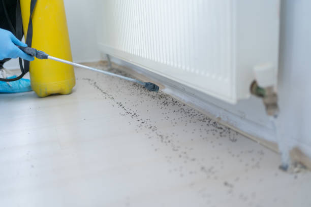 Best Flea Control Services  in Clarkston, GA